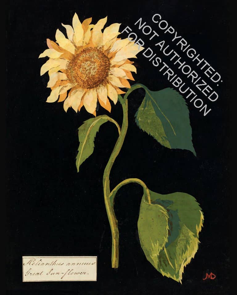 Paper Flowers Cards and Envelopes - Out of the Blue