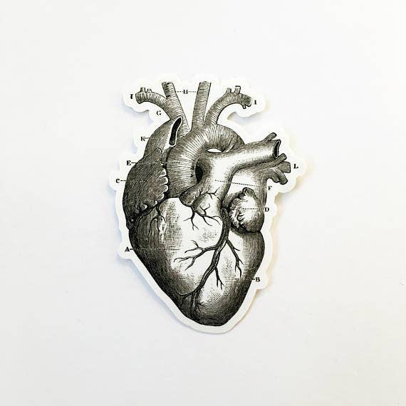 Heart Vintage Anatomy Sticker - Out of the Blue