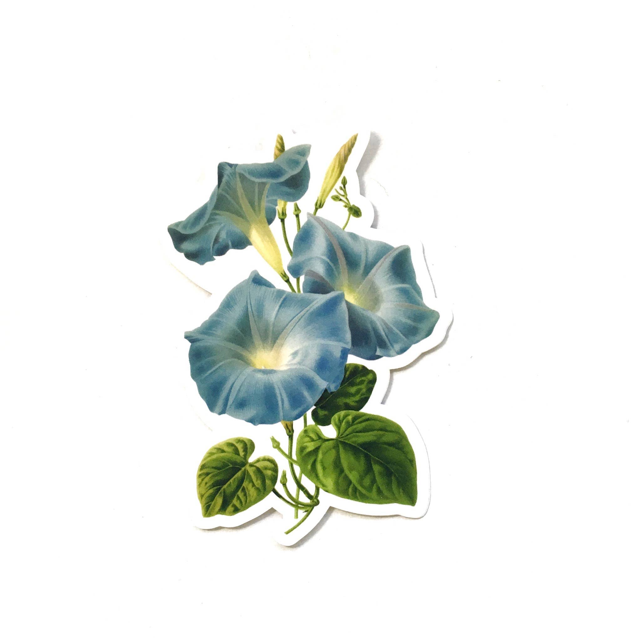 Morning Glory Plant Vinyl Sticker - Out of the Blue
