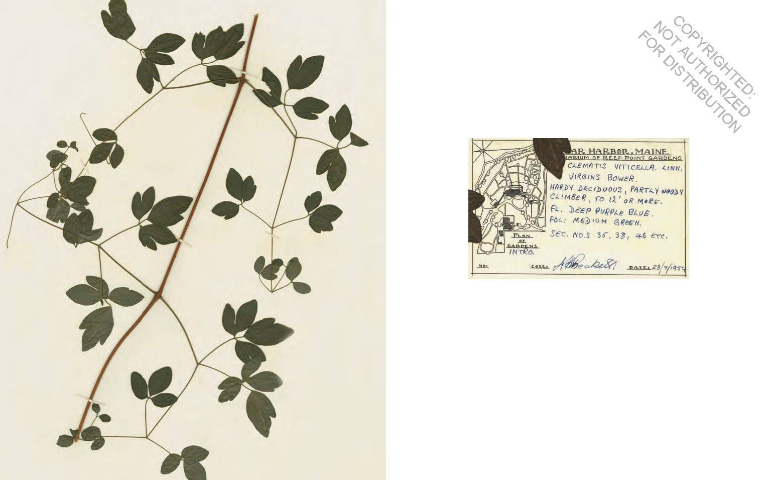 Herbaria: The Pressed Plant Collection of Beatrix Farrand - Out of the Blue