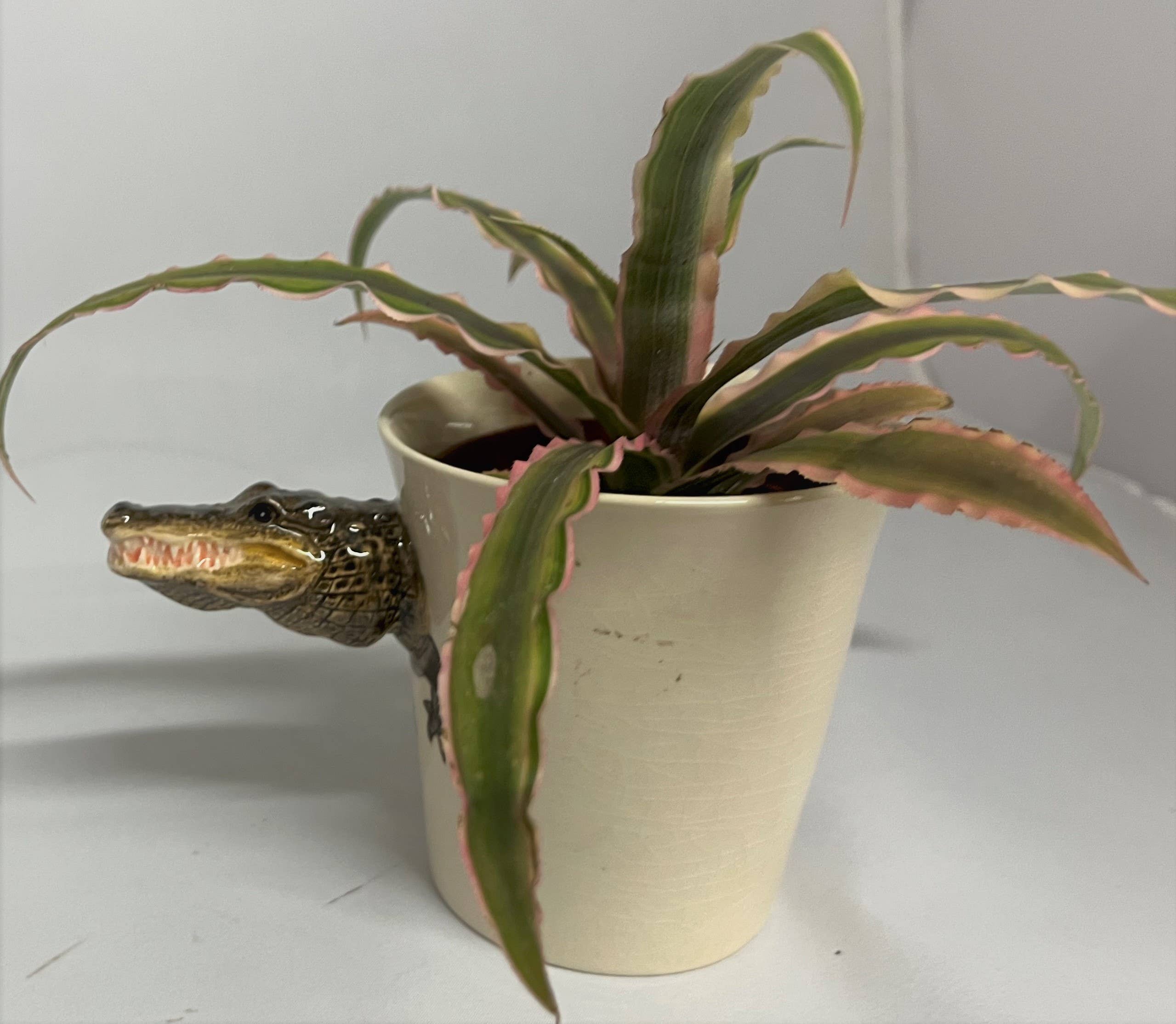 Alligator Mug - Out of the Blue