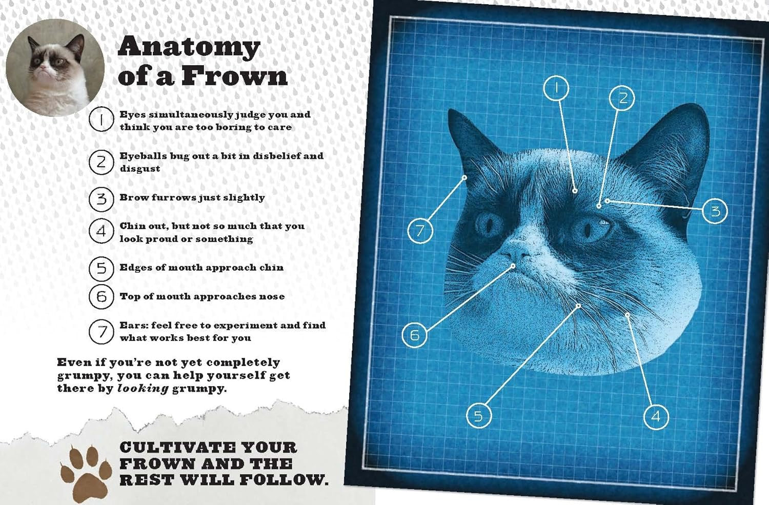 Grumpy Cat Journal - Out of the Blue