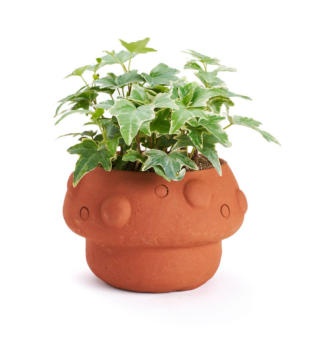 Mushroom Plant Pot - Out of the Blue