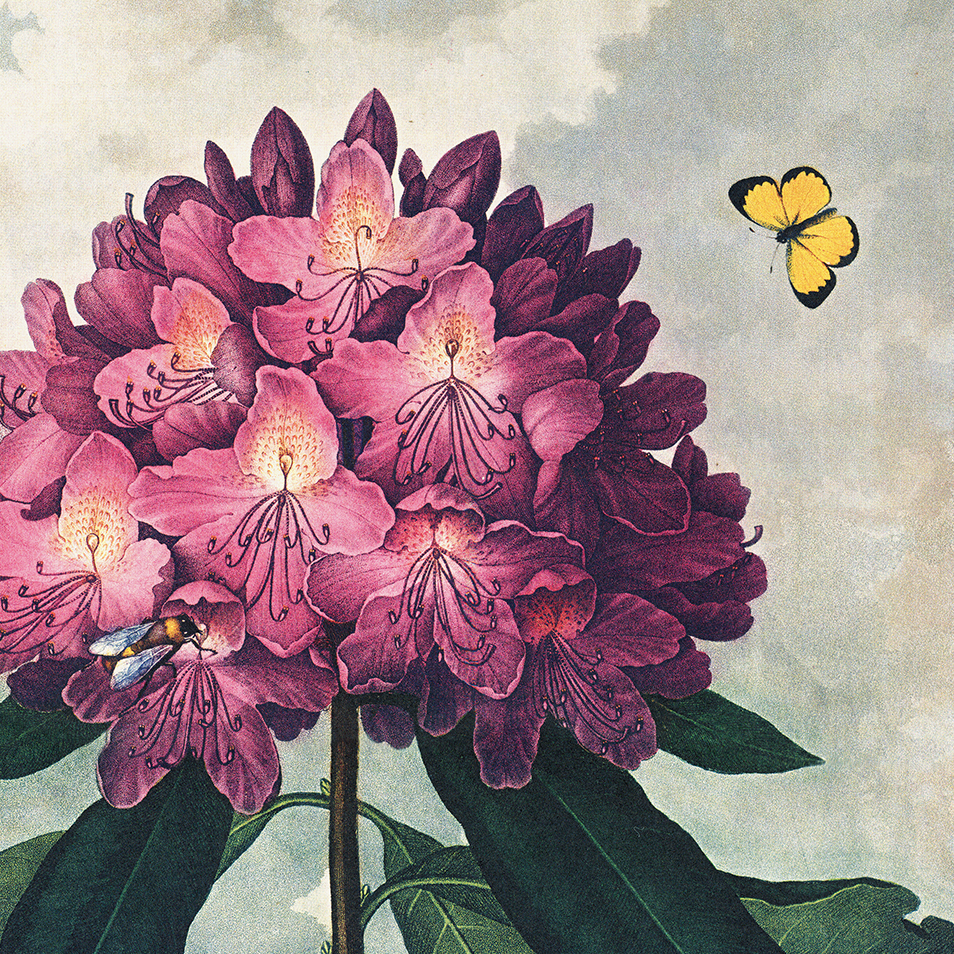 Vintage Rhododendron Print - Out of the Blue