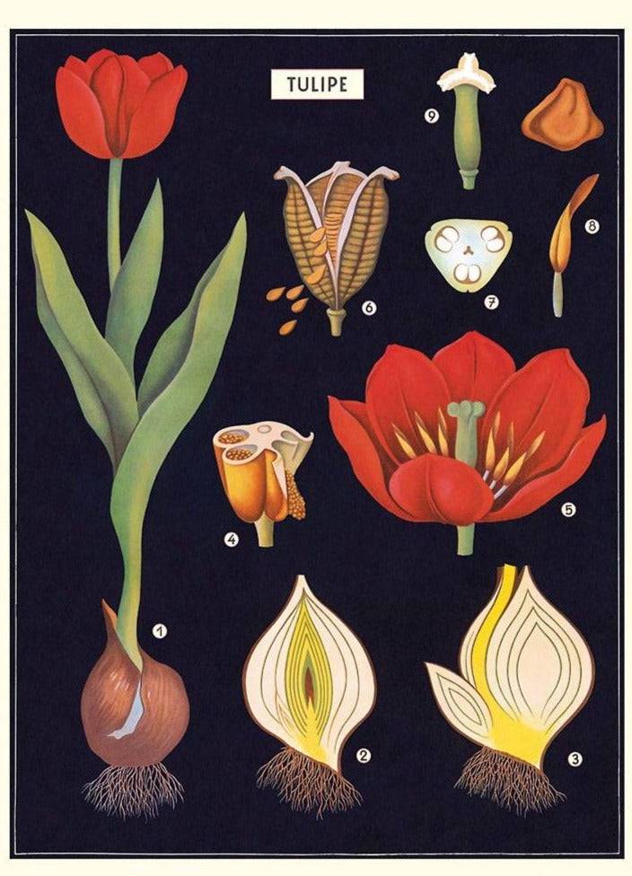 TULIP GIFT WRAP - Out of the Blue