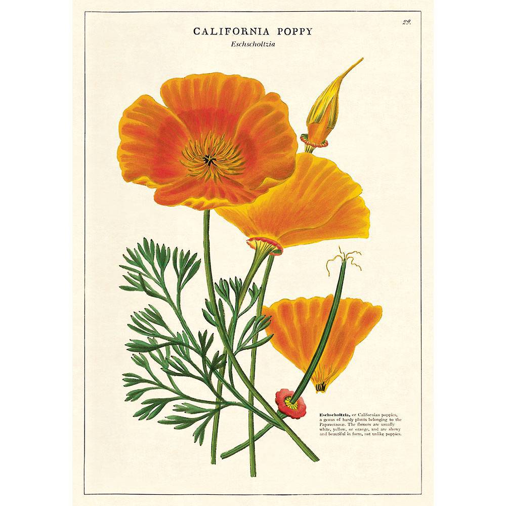 CALIFORNIA POPPY WRAP - Out of the Blue