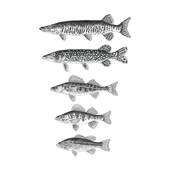 FRESHWATER FISH PRINT 12X16 - Out of the Blue