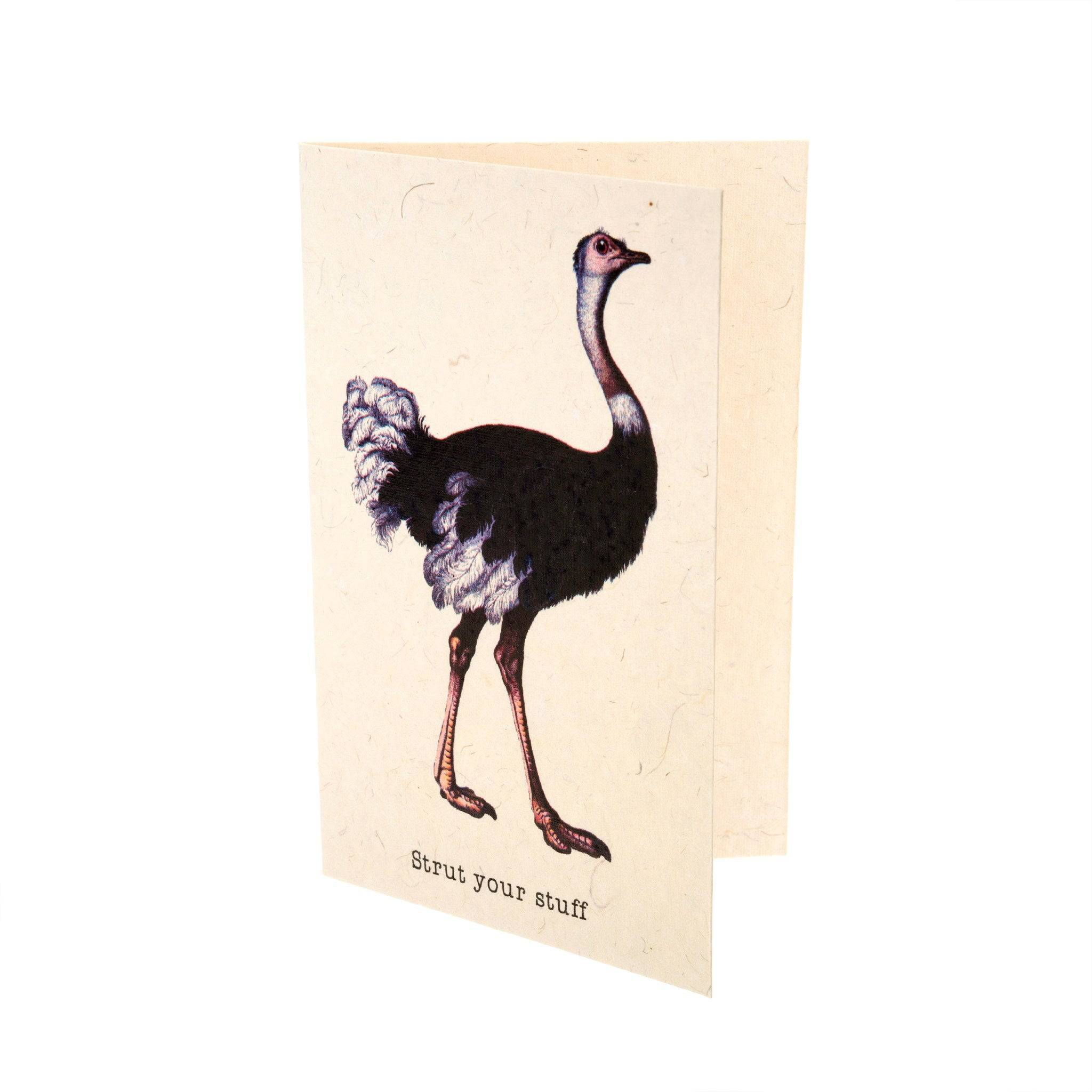 STRUT YOUR STUFF CARDS - Out of the Blue
