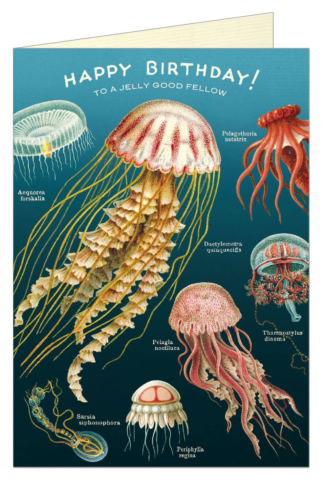 Happy Birthday Jellyfish Card - Out of the Blue