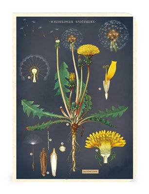 WILDFLOWERS MINI NOTEBOOK 3-PACK - Out of the Blue