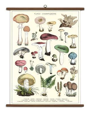 MUSHROOM VINTAGE SCHOOL CHART - Out of the Blue