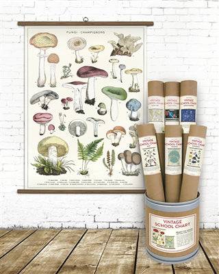 MUSHROOM VINTAGE SCHOOL CHART - Out of the Blue