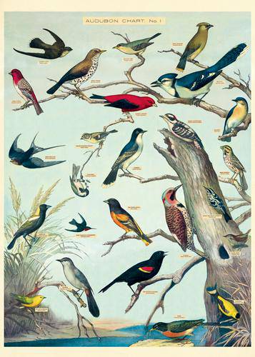 AUDUBON BIRDS WRAP - Out of the Blue