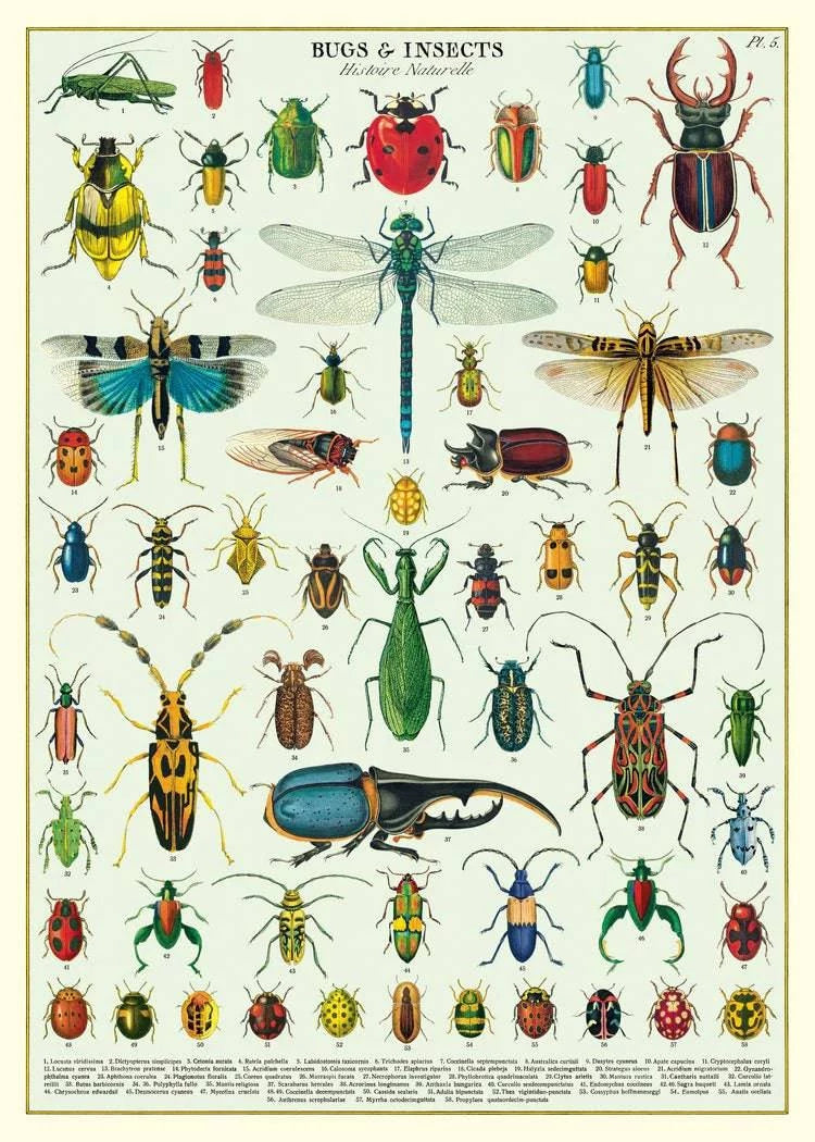 Bugs and Insect Wrap - Out of the Blue