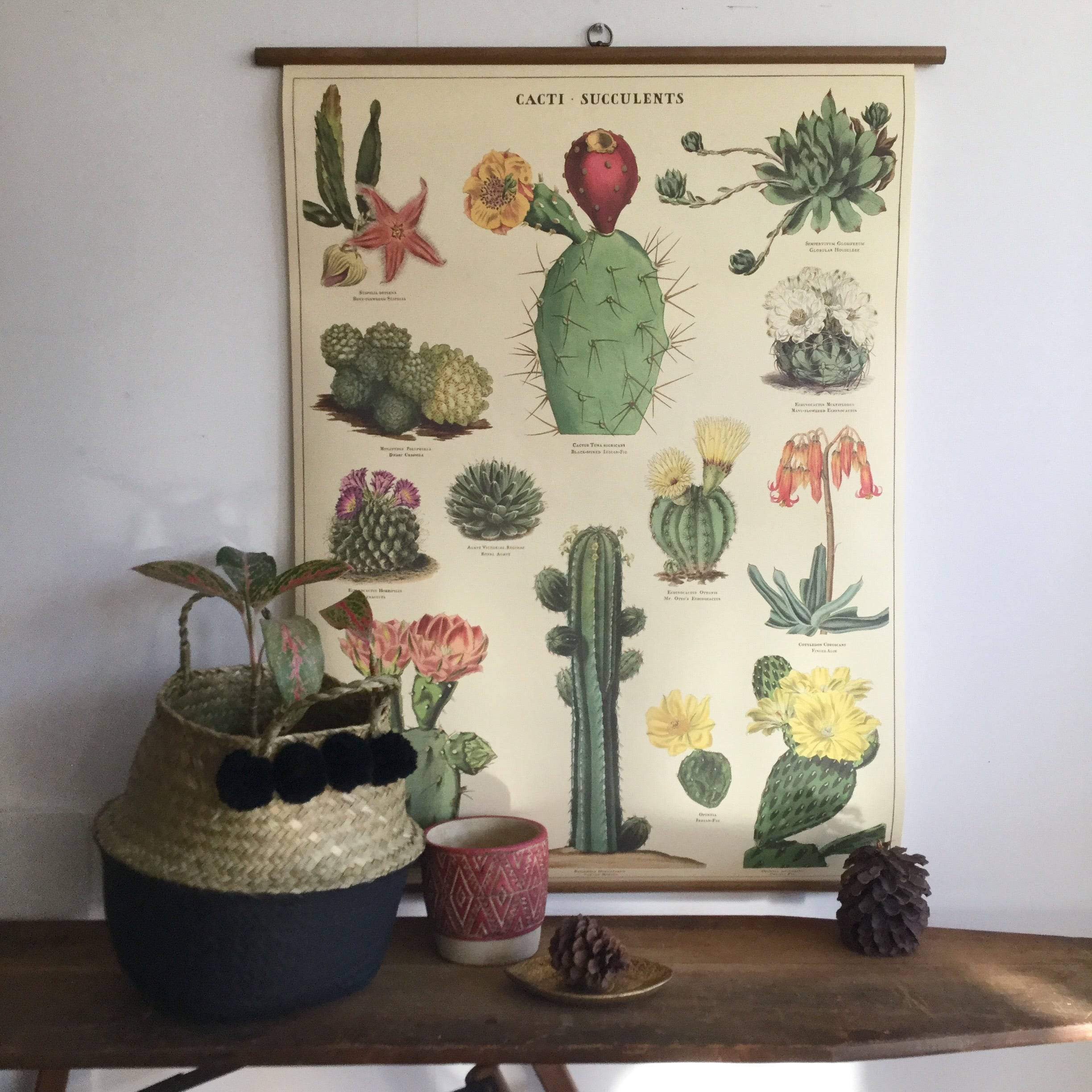 SUCCULENTS VINTAGE SCHOOL CHART - Out of the Blue