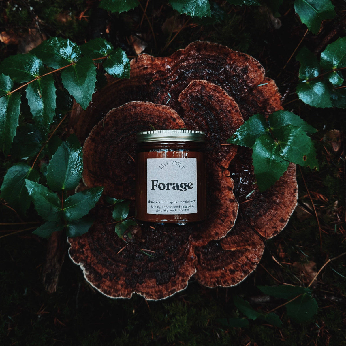 Forage - Out of the Blue