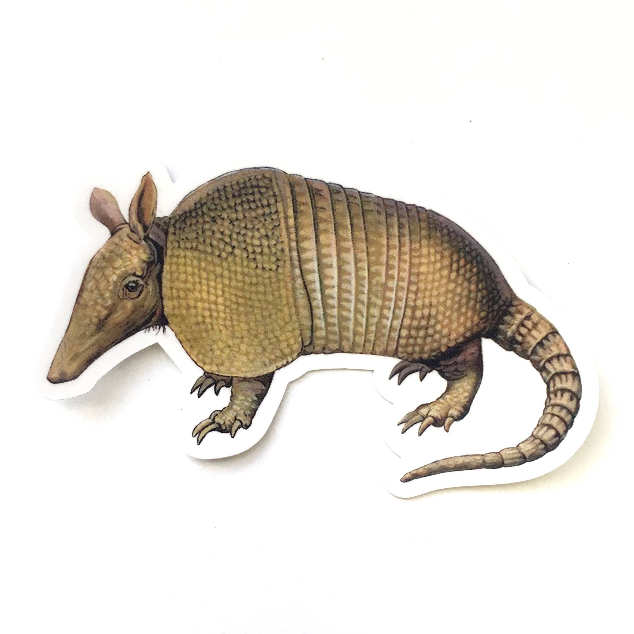 Vintage Armadillo Sticker - Out of the Blue