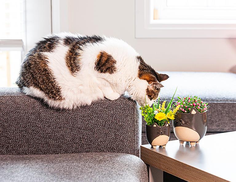 Cat Planter - Out of the Blue