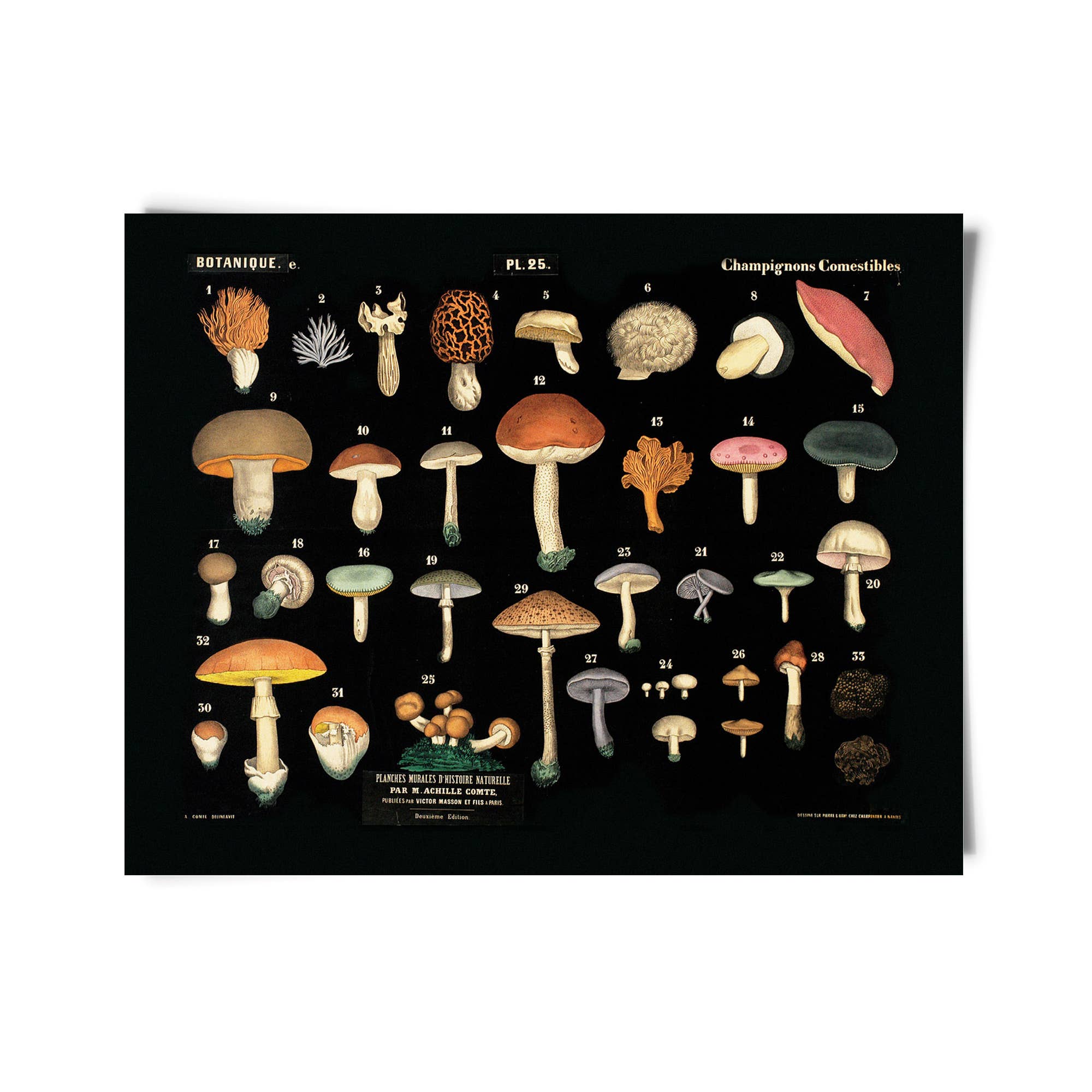 Vintage Black Mushroom Print - Out of the Blue