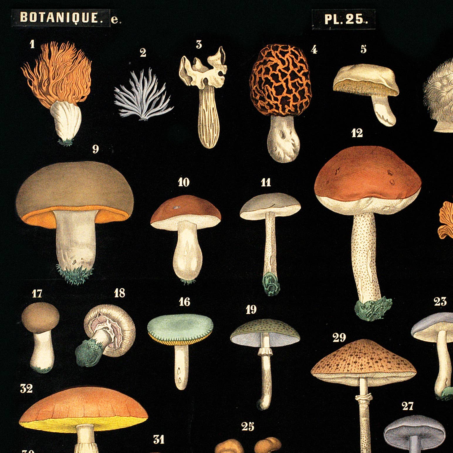 Vintage Black Mushroom Print - Out of the Blue