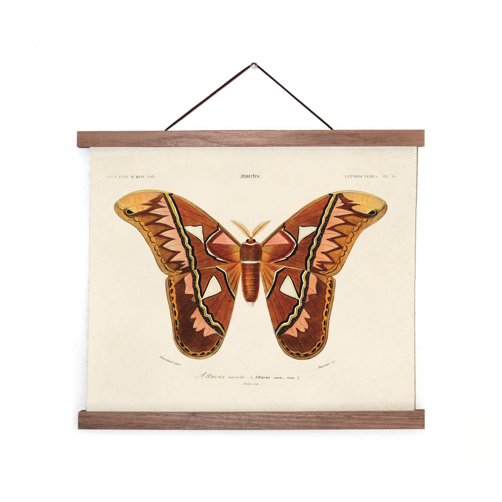 Vintage d'Orbigny Atlas Moth Print - Out of the Blue