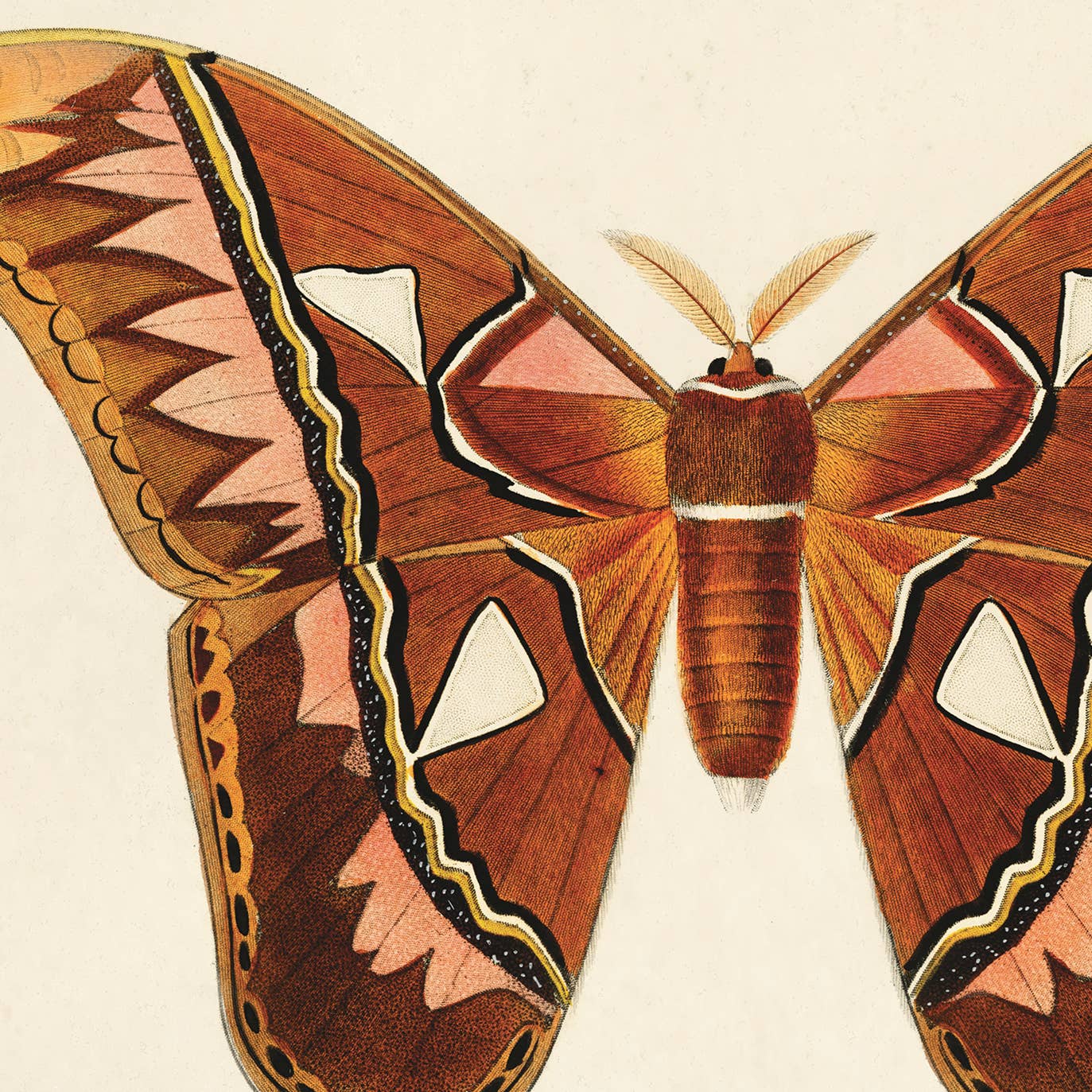 Vintage d'Orbigny Atlas Moth Print - Out of the Blue