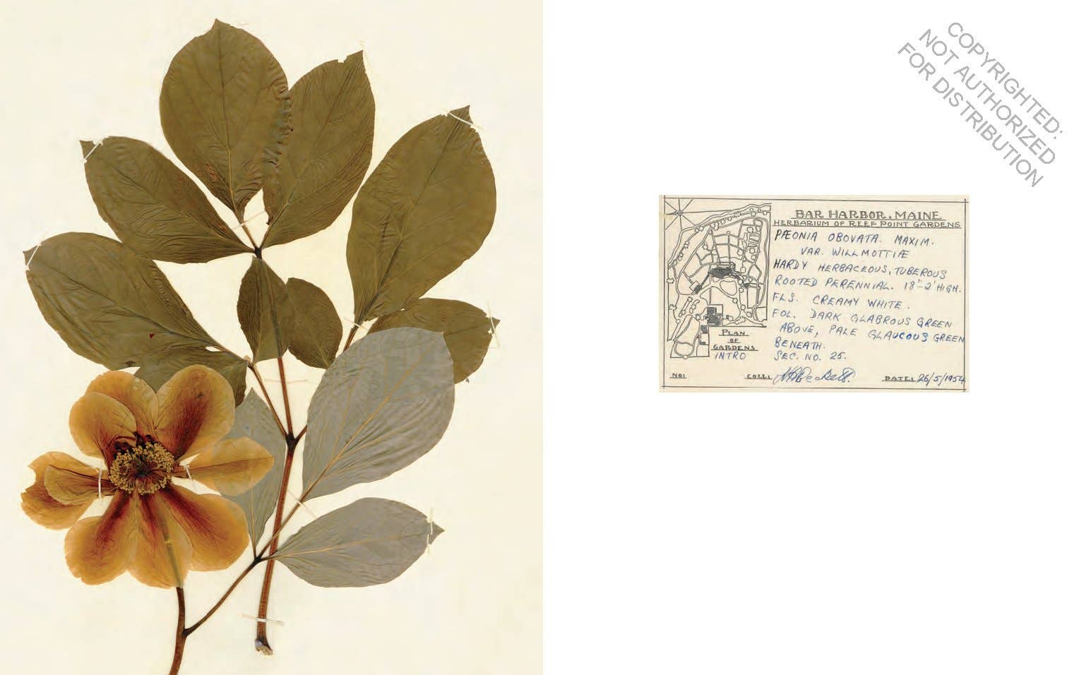 Herbaria: The Pressed Plant Collection of Beatrix Farrand - Out of the Blue
