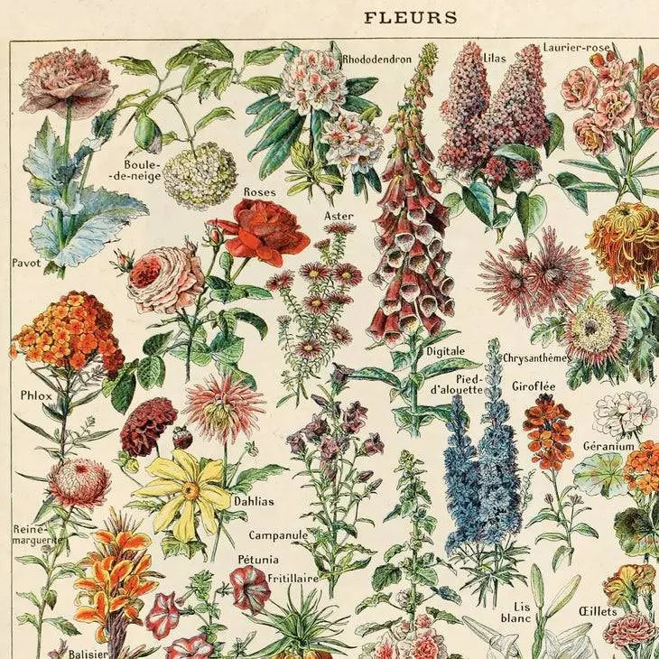 Botanical Fleurs Print - Out of the Blue