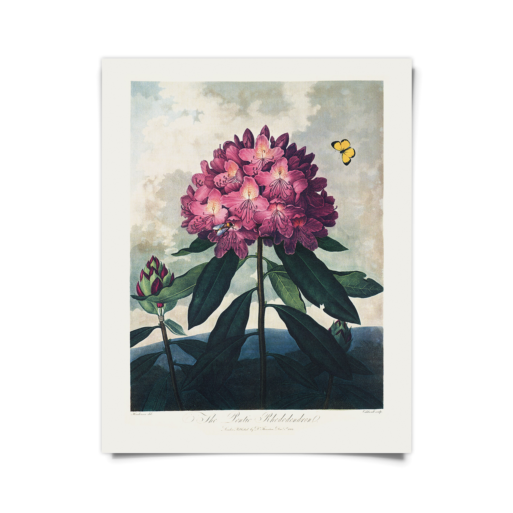 Vintage  Rhododendron Print - Out of the Blue