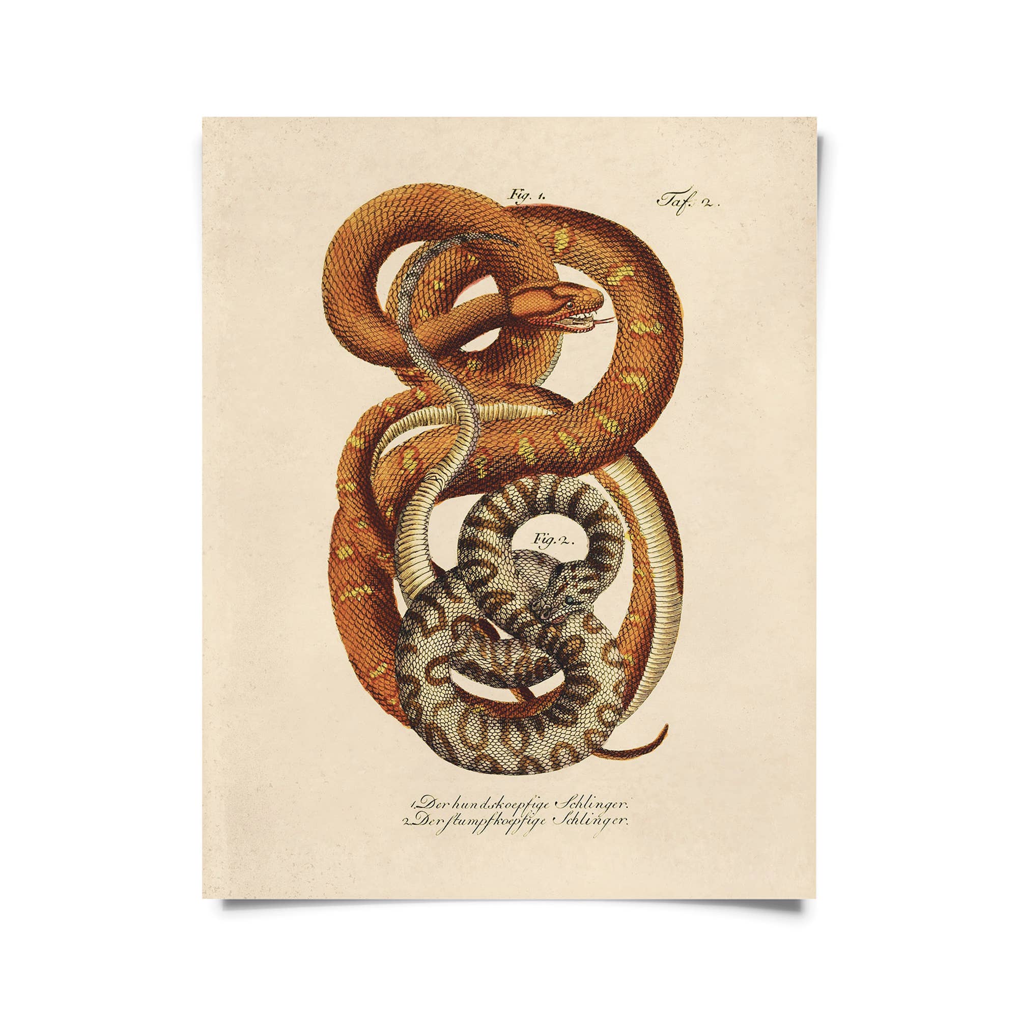Vintage French Snake Print - Out of the Blue
