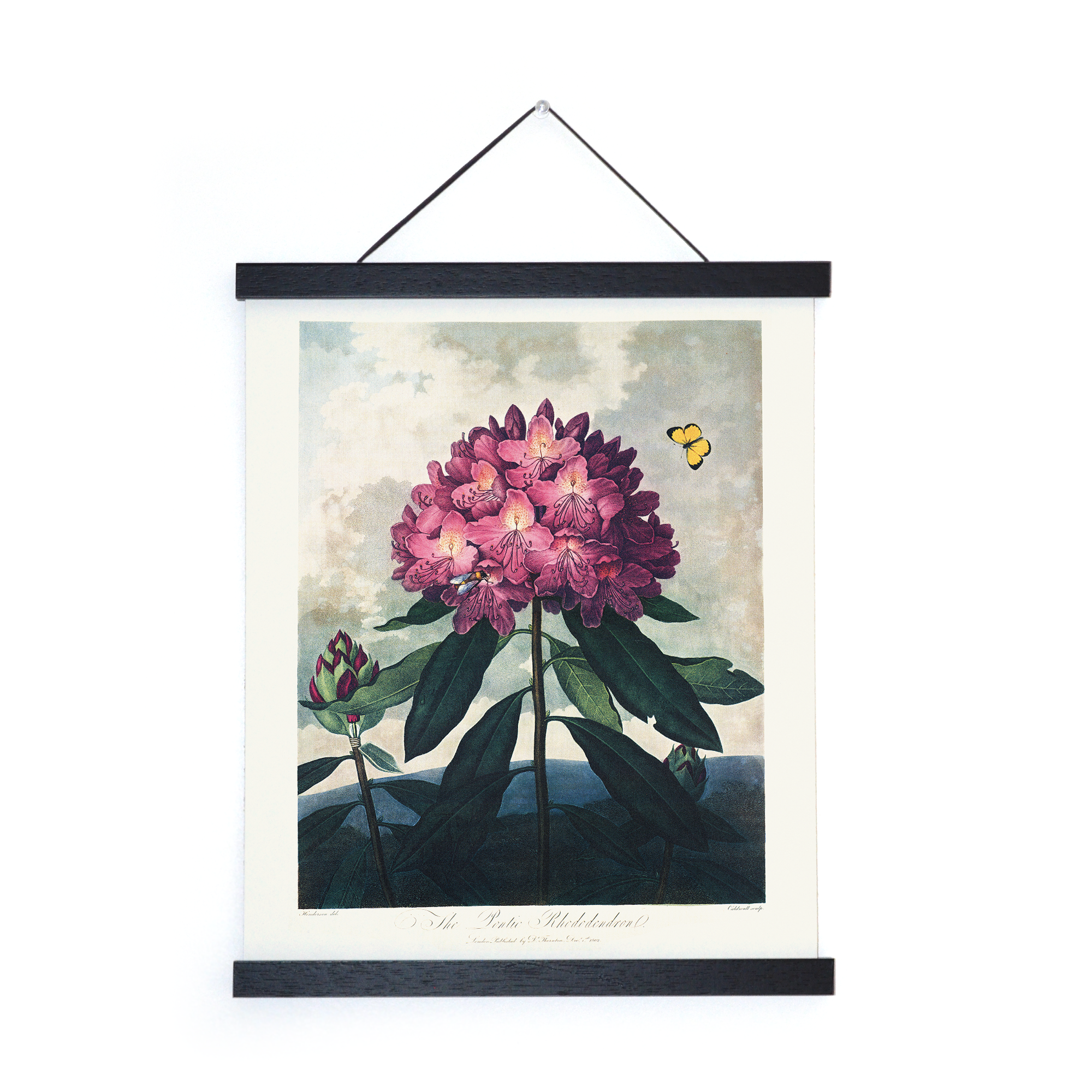 Vintage  Rhododendron Print - Out of the Blue