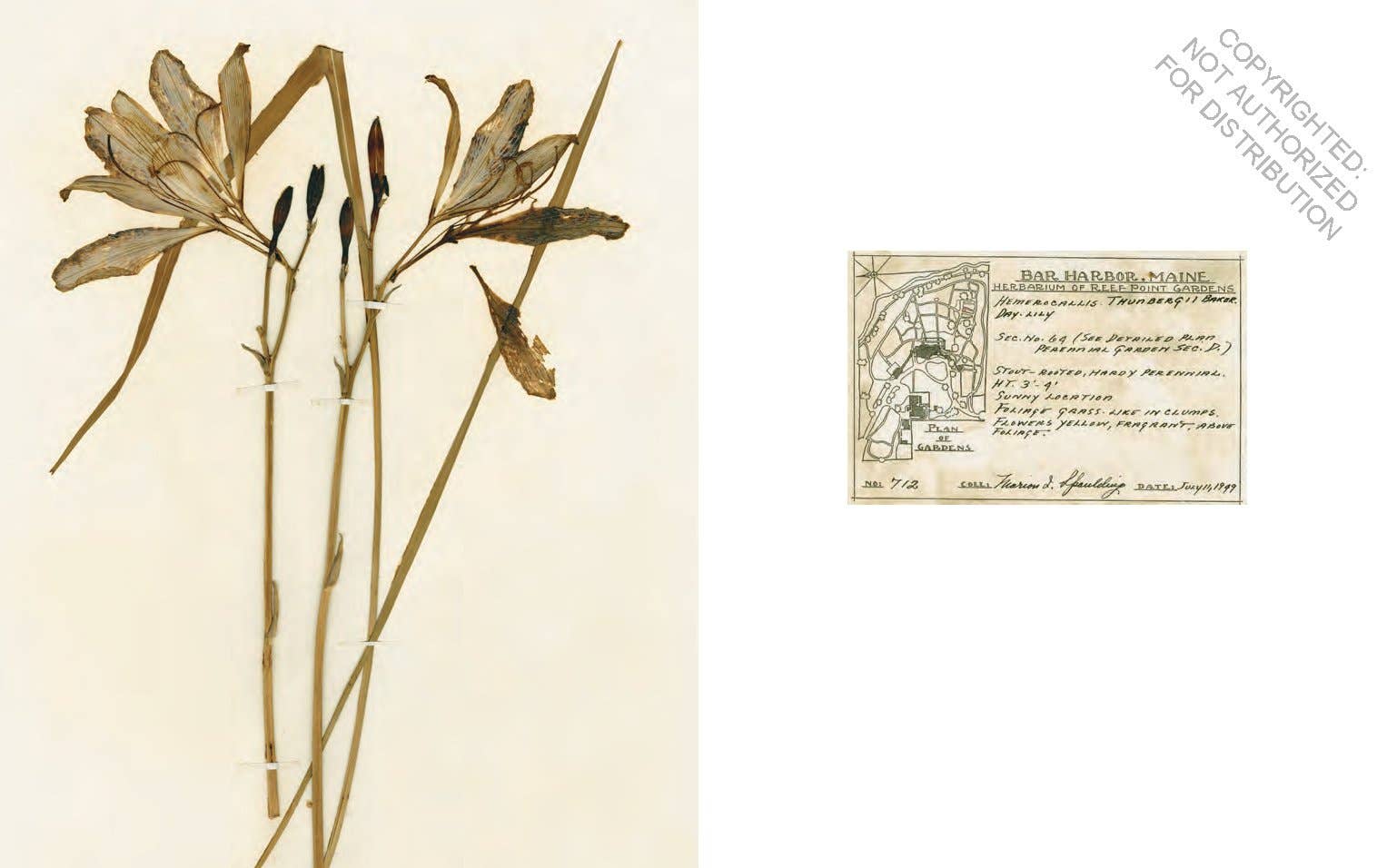 Herbaria: The Pressed Plant Collection of Beatrix Farrand - Out of the Blue