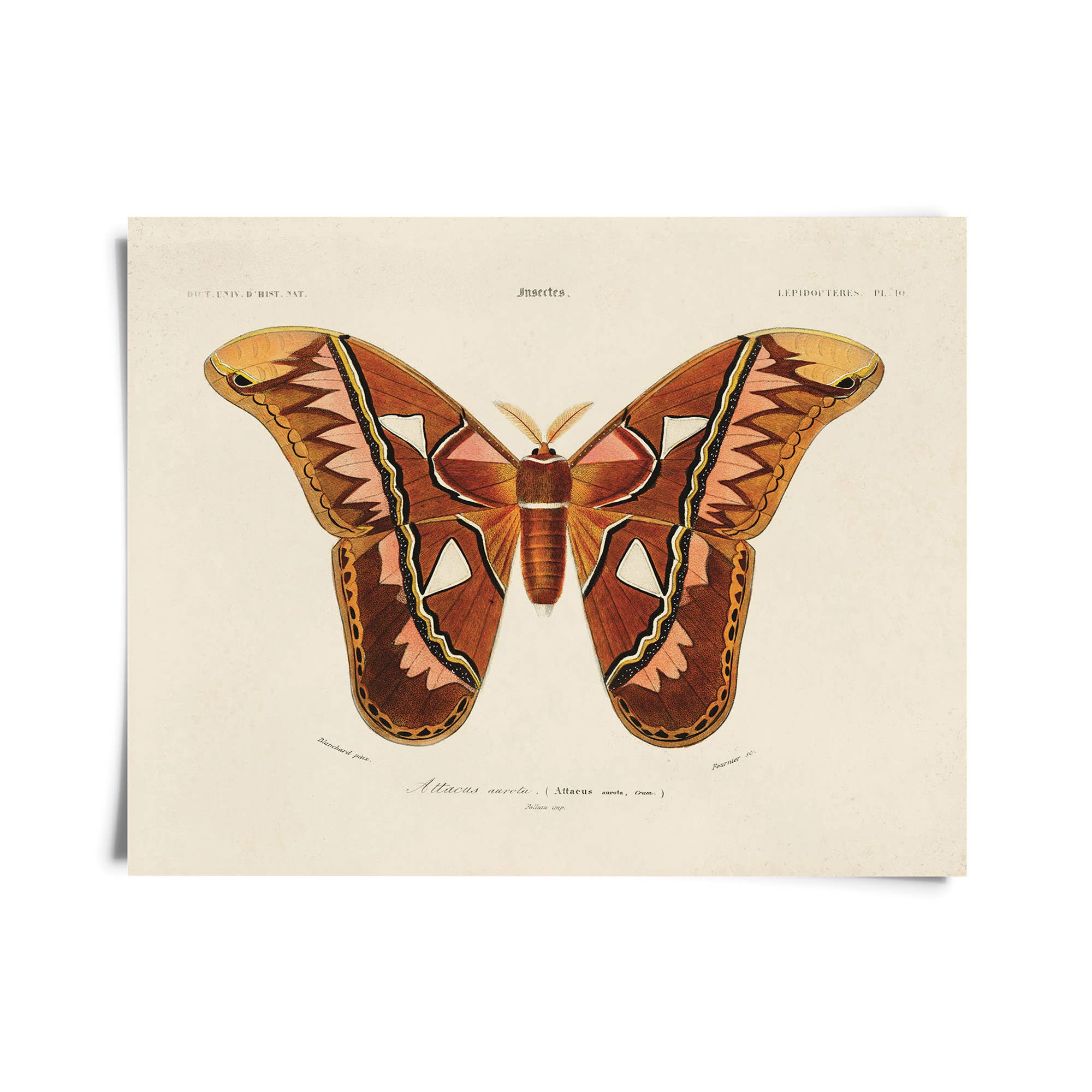 Vintage d'Orbigny Atlas Moth Print - Out of the Blue