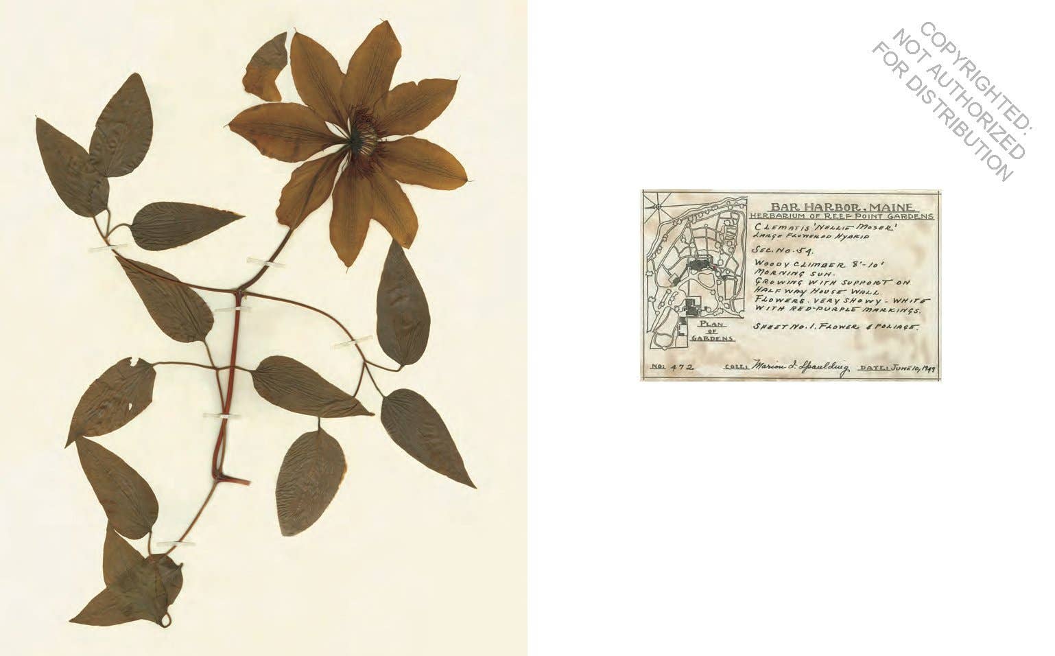 Herbaria: The Pressed Plant Collection of Beatrix Farrand - Out of the Blue