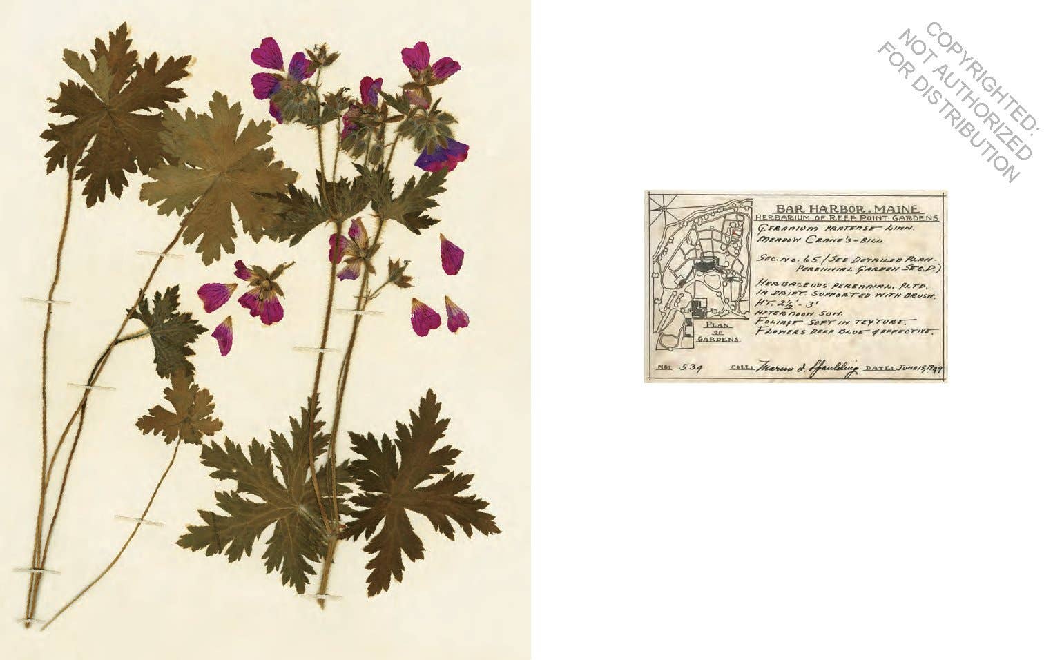 Herbaria: The Pressed Plant Collection of Beatrix Farrand - Out of the Blue