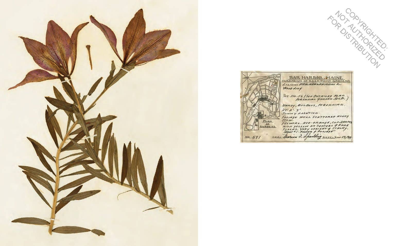 Herbaria: The Pressed Plant Collection of Beatrix Farrand - Out of the Blue