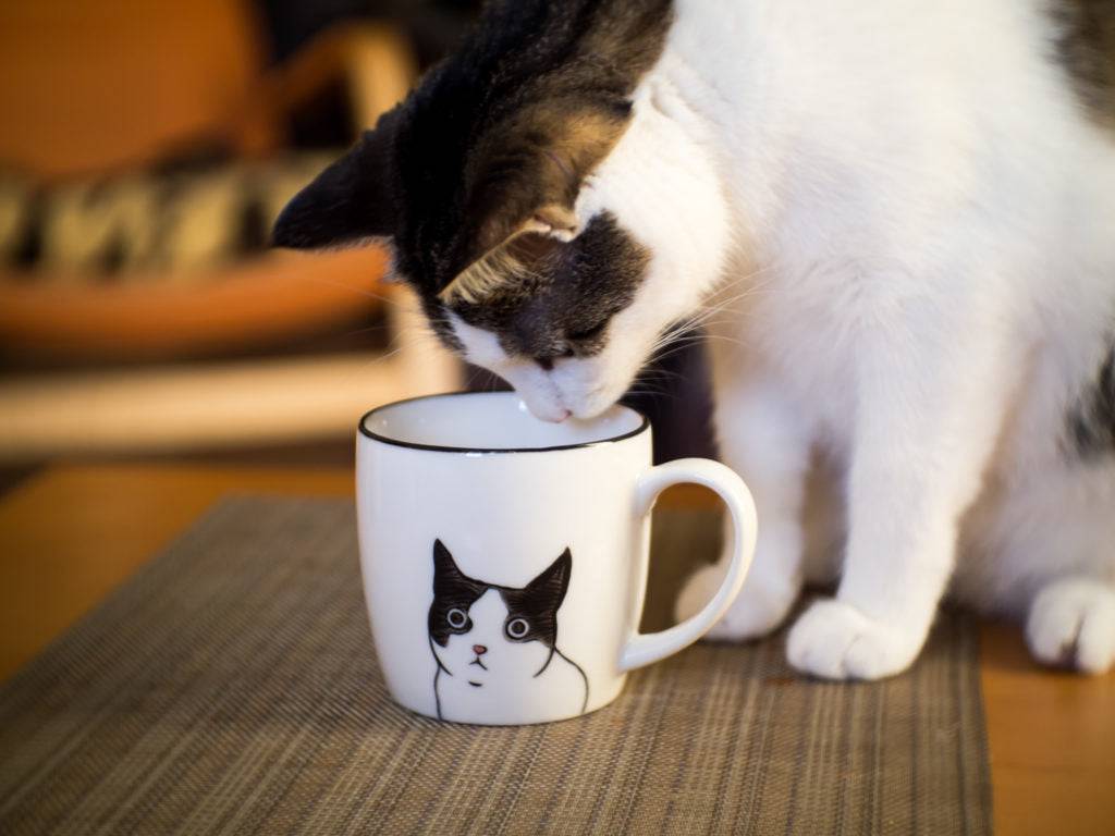 Peering Cat Mug - Out of the Blue