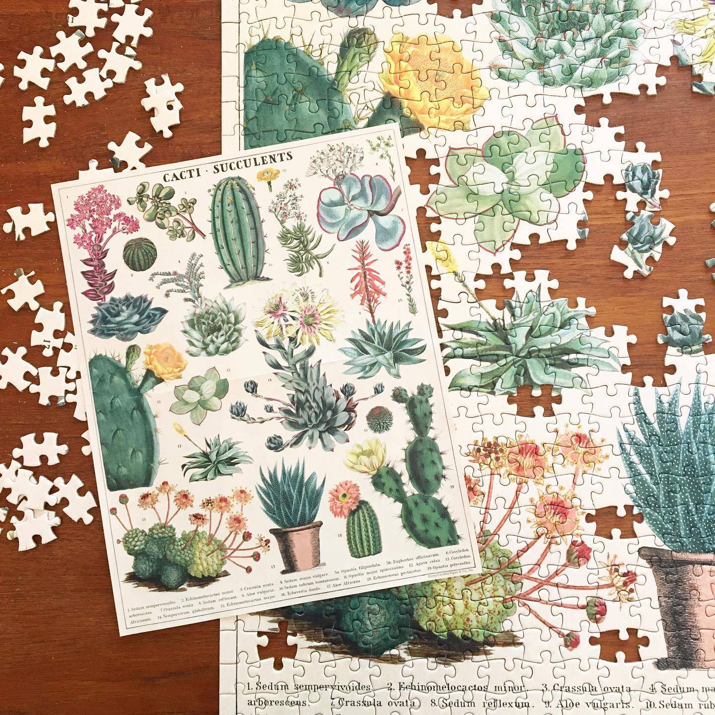 CACTI & SUCCULENTS 1000 PIECE PUZZLE - Out of the Blue