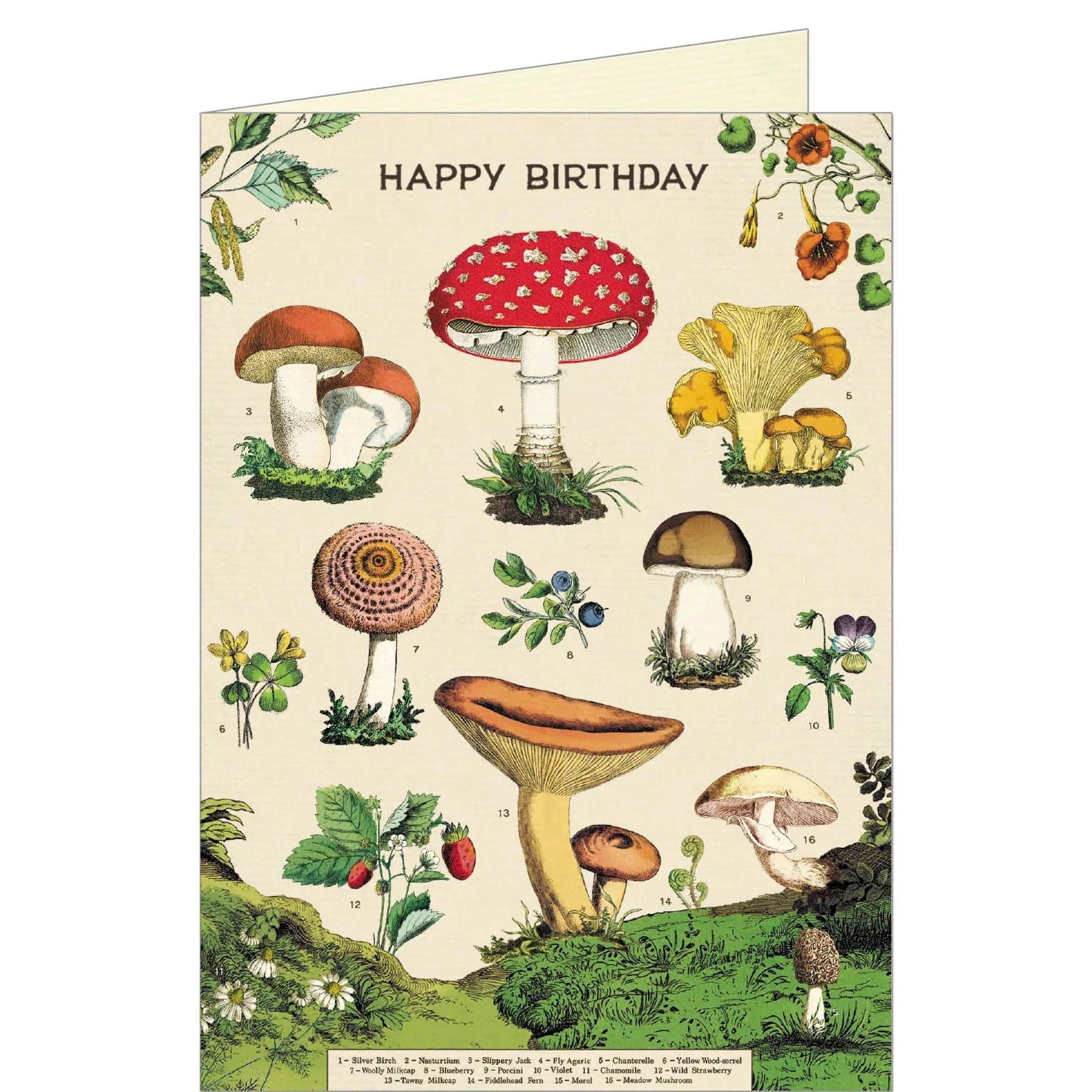 MUSHROOM BIRTHDAY CARD - Out of the Blue