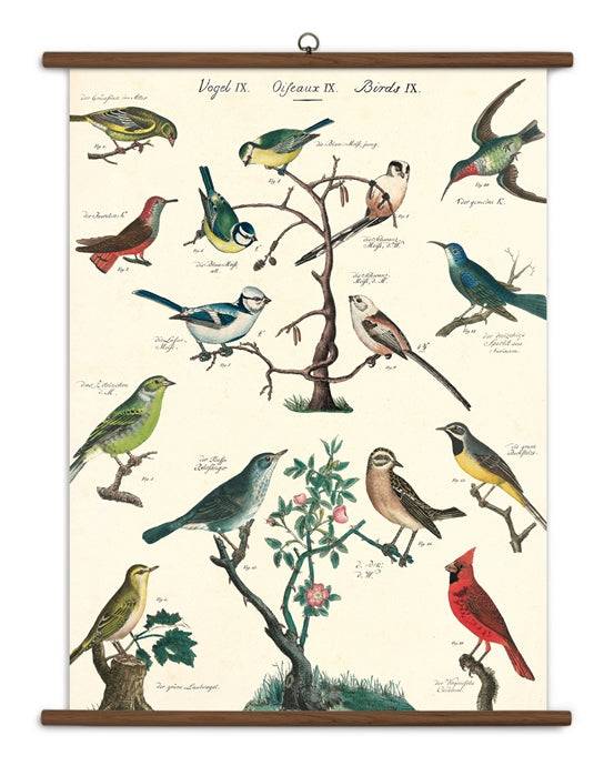 BIRDS VINTAGE SCHOOL CHART - Out of the Blue