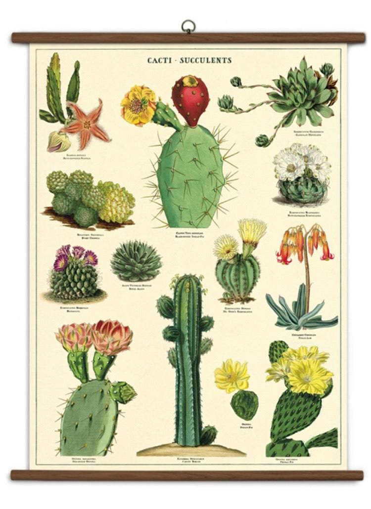 SUCCULENTS VINTAGE SCHOOL CHART - Out of the Blue
