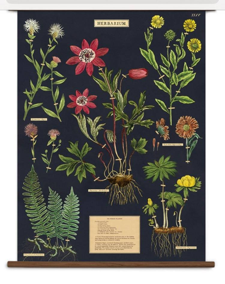 HERBARIUM VINTAGE SCHOOL CHART - Out of the Blue